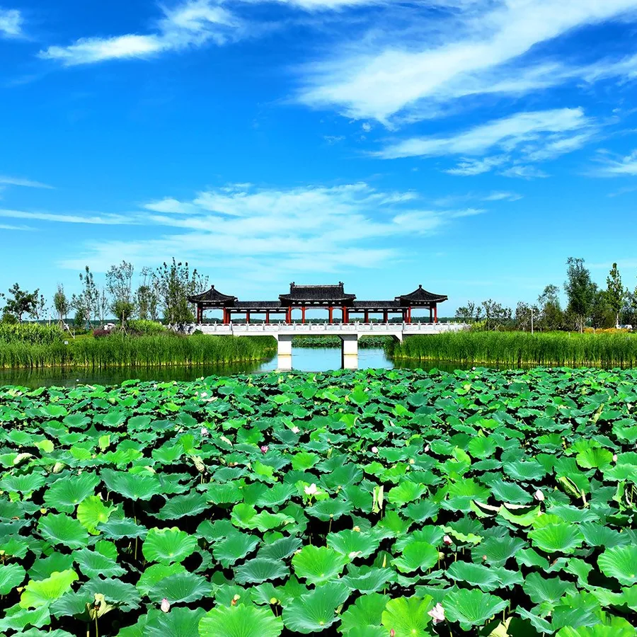 Lotus wetland and pavilion bridge at Baiyangdian