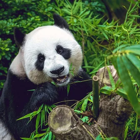 A giant panda eating bamboo